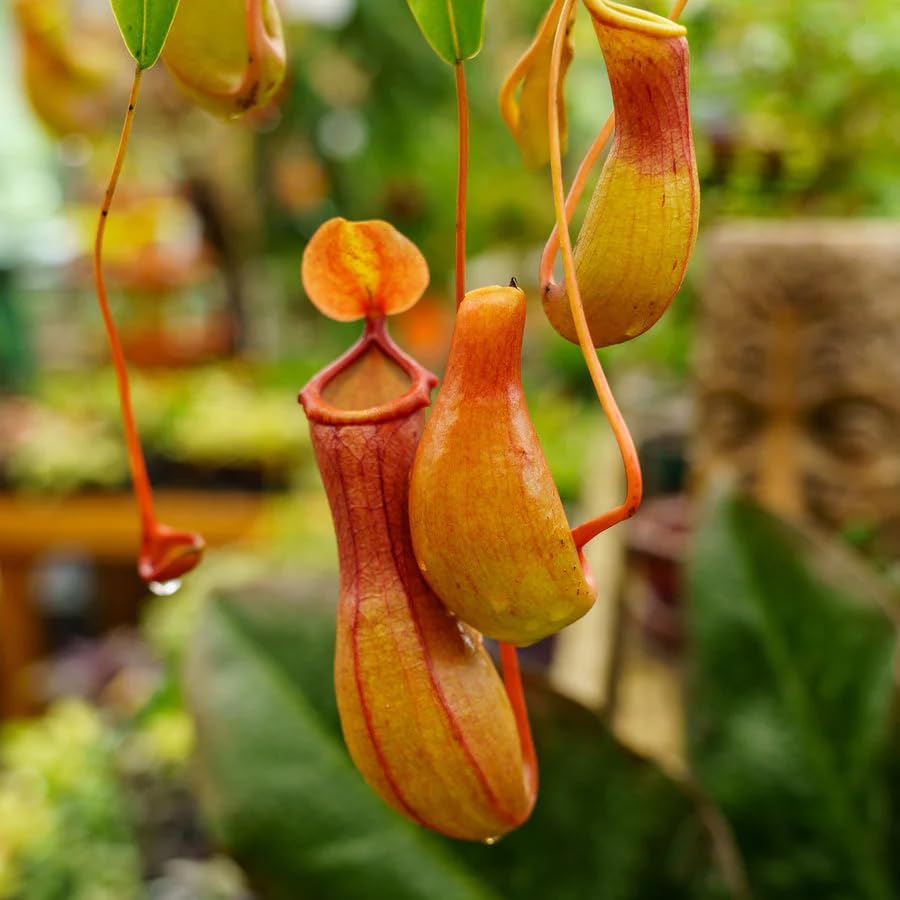 Carpet Creeping Nepenthes hanging pitchers close-up.