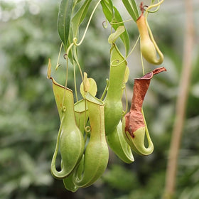 Carpet Creeping Nepenthes high humidity environment for germination.