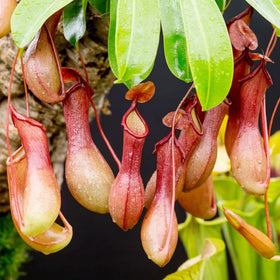 Carpet Creeping Nepenthes seed germination on surface with light exposure.