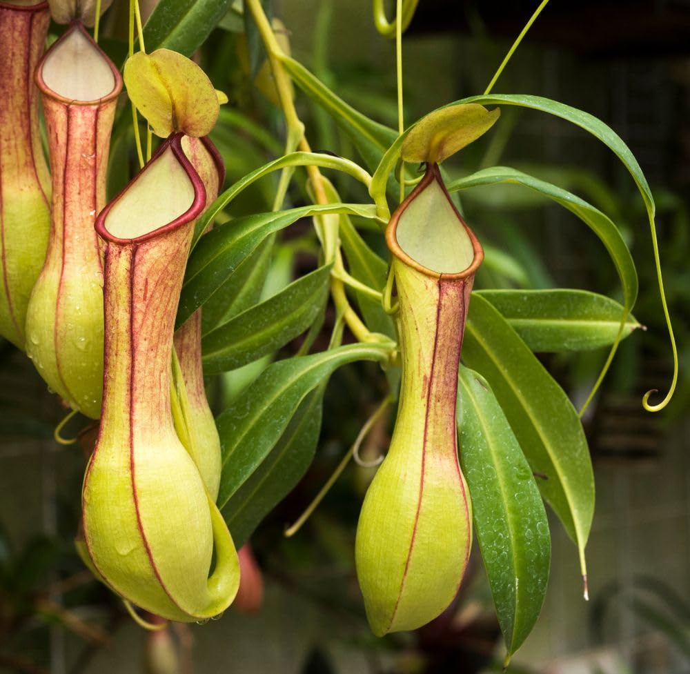 Carpet Creeping Nepenthes seedling formation in moist growing medium.