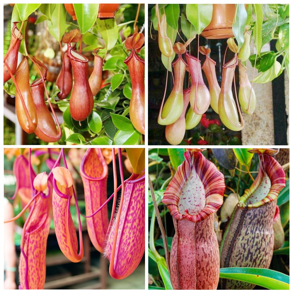 Carpet Creeping Nepenthes seeds pack for outdoor planting potential.