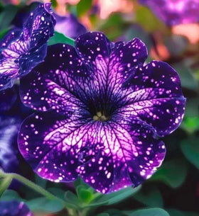 Carpet Creeping Night Sky Petunia Seeds container-planting for patios.
