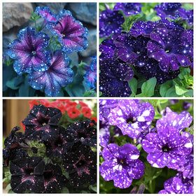 Carpet Creeping Night Sky Petunia Seeds germination-in-soil shows early growth.