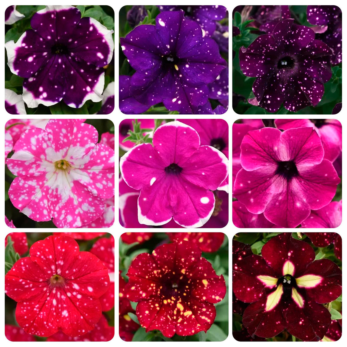 Carpet Creeping Night Sky Petunia Seeds seed-packet for border color.