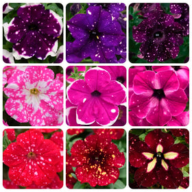 Carpet Creeping Night Sky Petunia Seeds seed-packet for border color.