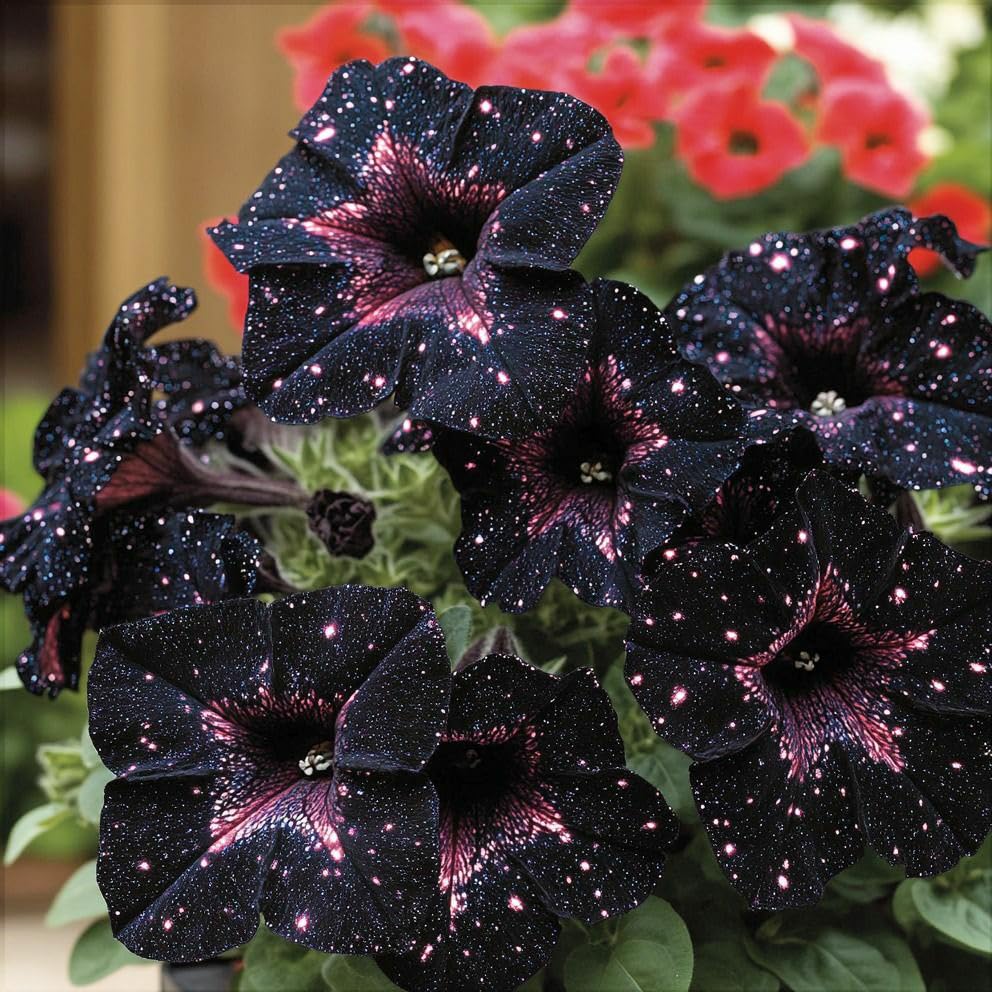 Carpet Creeping Night Sky Petunia Seeds young-plants-in-pot ready for containers.