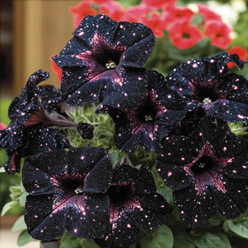 Carpet Creeping Night Sky Petunia Seeds young-plants-in-pot ready for containers.