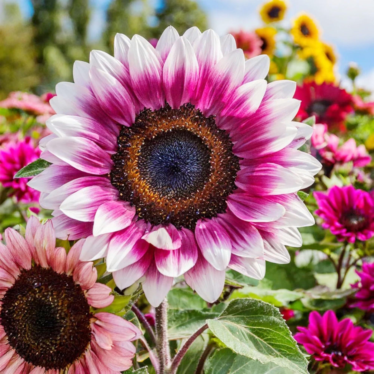 Carpet Creeping non-GMO sunflower seeds bulk pack for versatile garden layouts