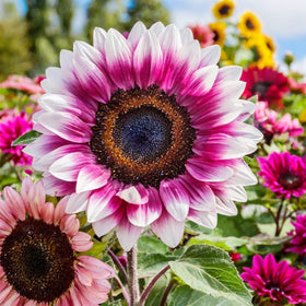 Carpet Creeping non-GMO sunflower seeds bulk pack for versatile garden layouts