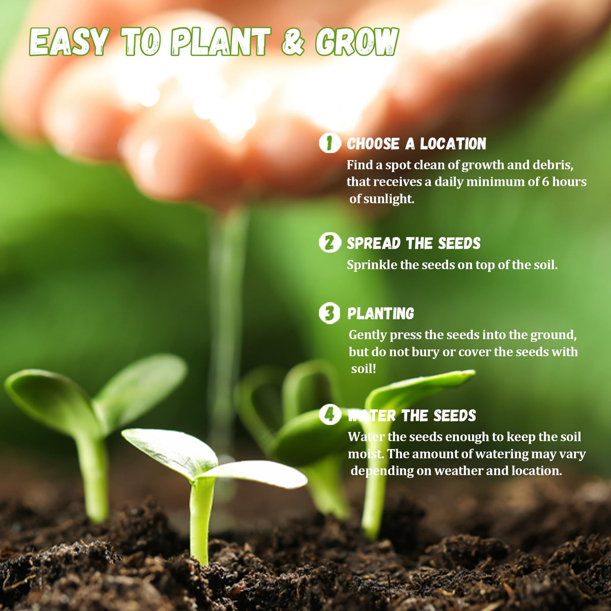 Carpet Creeping okra seed-depth-guide image shows sowing depth for even emergence.