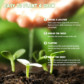 Carpet Creeping okra seed-depth-guide image shows sowing depth for even emergence.