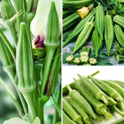 Carpet Creeping Clemson Spineless okra seeds seed-pack-shot for a fresh garden start.