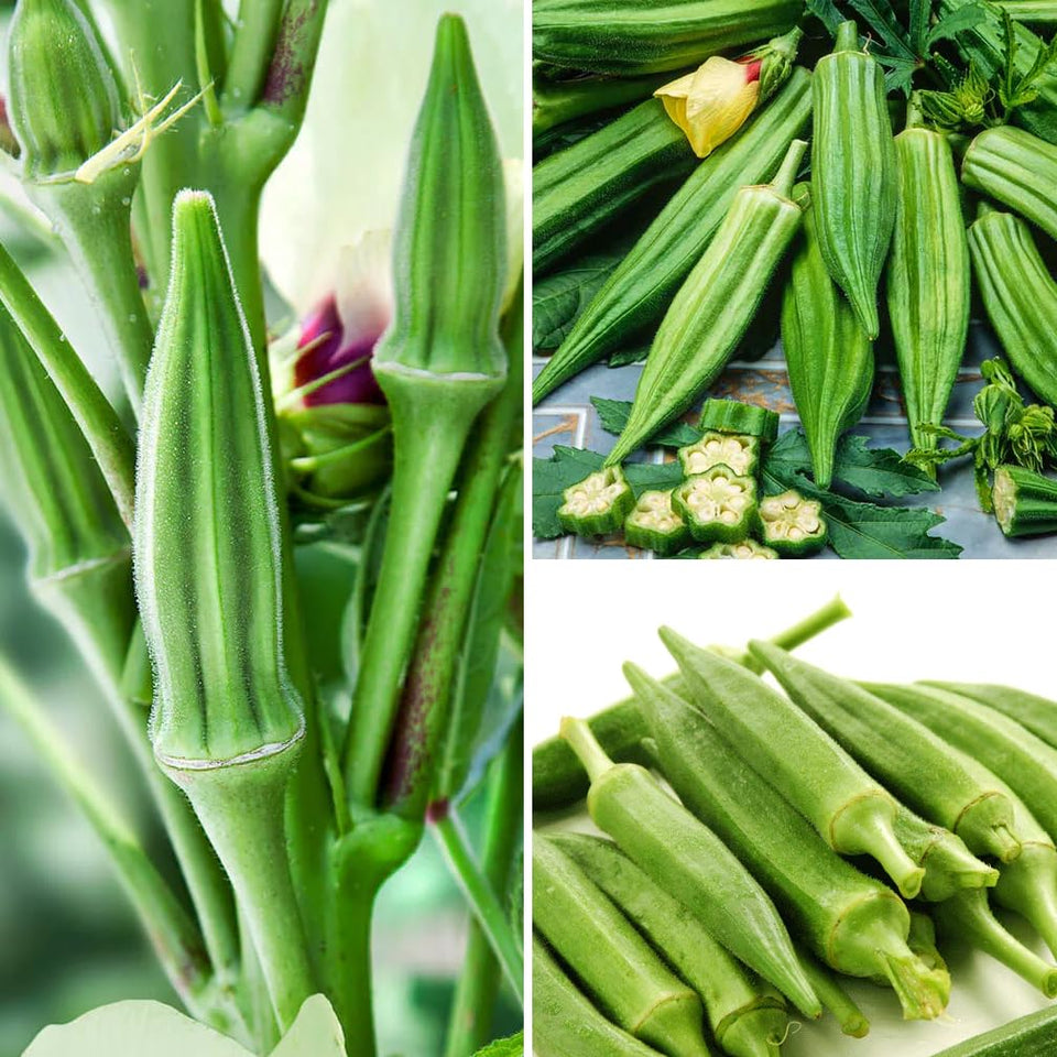 Carpet Creeping Clemson Spineless okra seeds seed-pack-shot for a fresh garden start.
