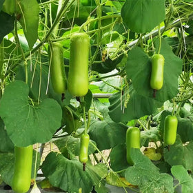 Carpet Creeping organic seeds for bottle gourd vines ready to plant in sunny beds