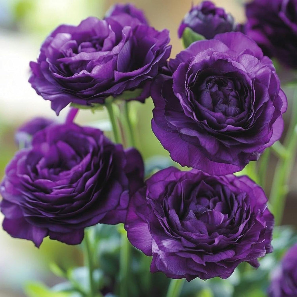 Carpet Creeping outdoor garden lisianthus bed with lush flowers