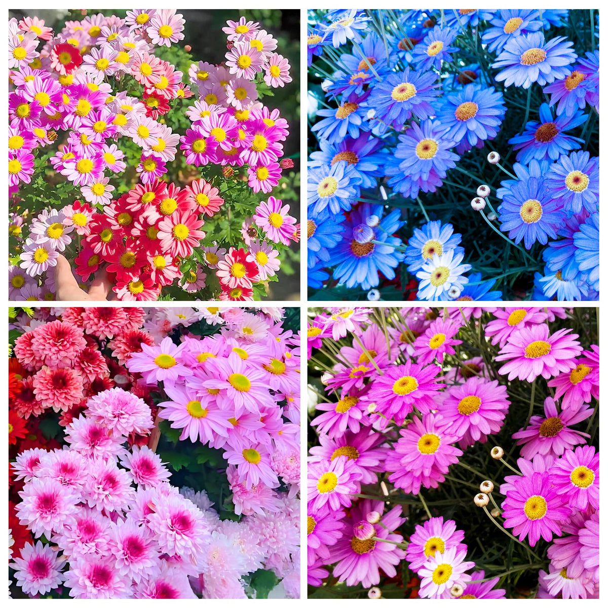 Carpet Creeping painted daisy bloom closeup shows vibrant colors.