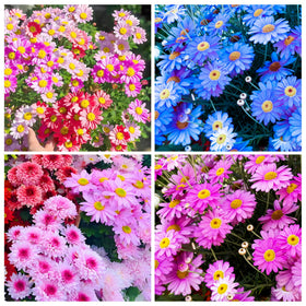 Carpet Creeping painted daisy bloom closeup shows vibrant colors.