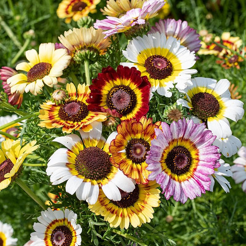 Carpet Creeping painted daisy long bloom period from late spring to fall.