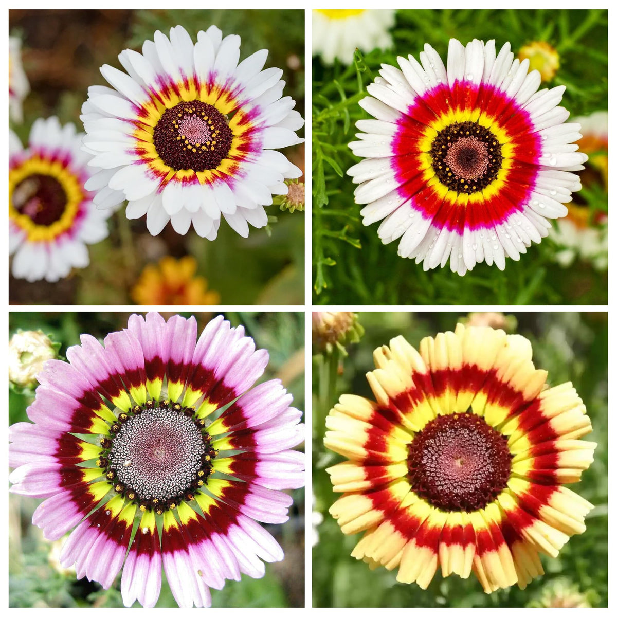 Carpet Creeping Painted Daisy Rainbow blooms display vibrant colors for garden borders.