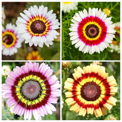 Carpet Creeping Painted Daisy Rainbow blooms display vibrant colors for garden borders.