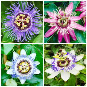 Carpet Creeping passion flower vine growth on trellis offers lush privacy.