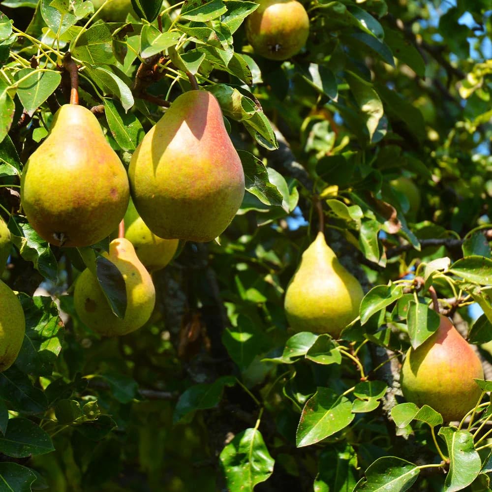 Carpet Creeping pear seed label with variety info for informed selection