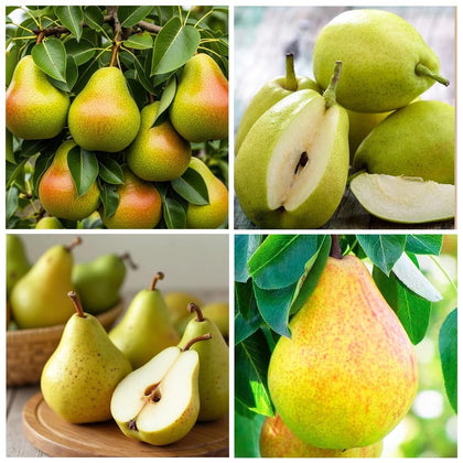Carpet Creeping pear seed pack, ideal for home planting and easy to grow