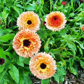 Perennial Carpet Creeping calendula plants outdoors for long-lasting color