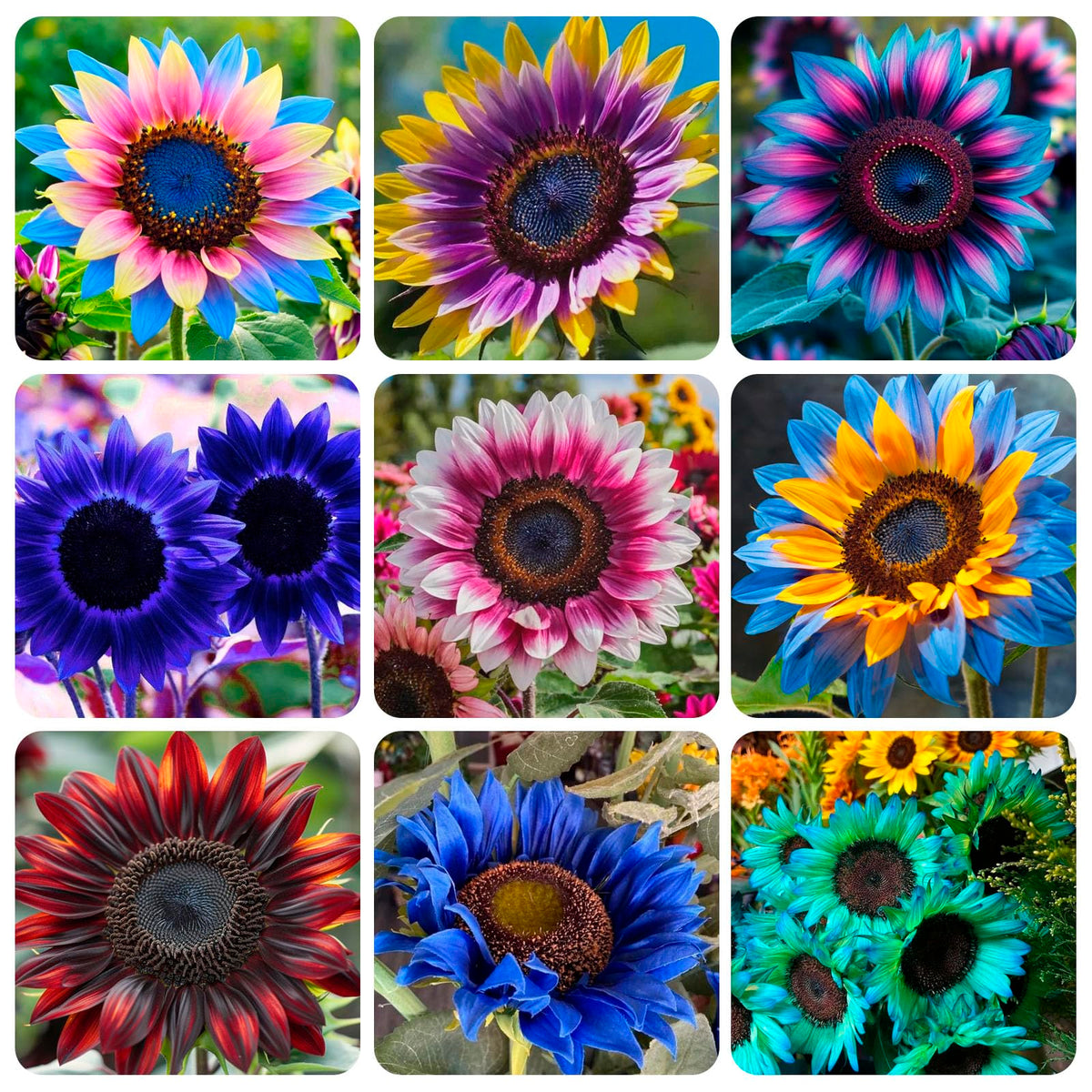 Carpet Creeping sunflowers show white petals with color accents, ideal for eye-catching borders