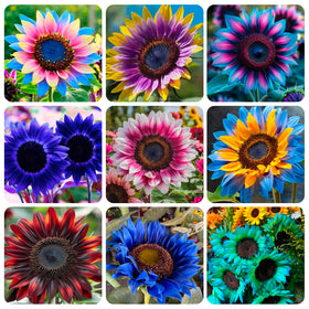 Carpet Creeping sunflowers show white petals with color accents, ideal for eye-catching borders