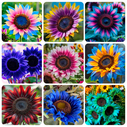 Carpet Creeping sunflowers show white petals with color accents, ideal for eye-catching borders