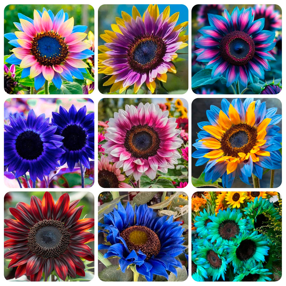 Carpet Creeping sunflowers show white petals with color accents, ideal for eye-catching borders