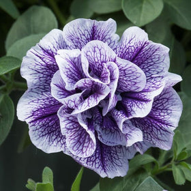 Carpet Creeping petunia seeds deliver vibrant petals in garden beds