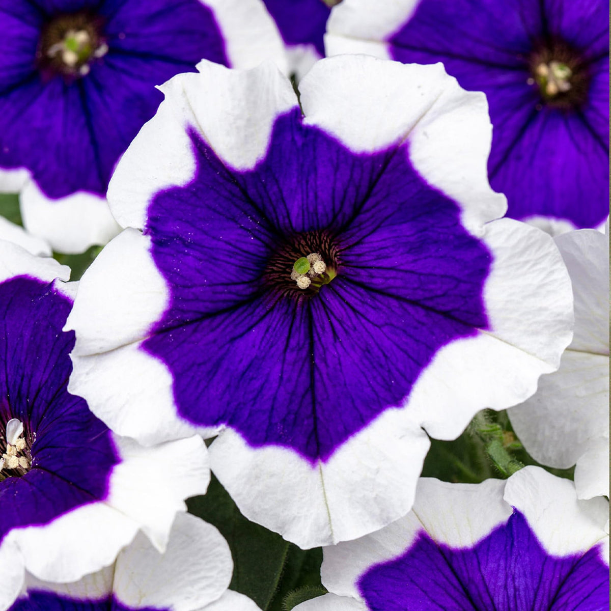 Carpet Creeping petunia border groundcover seeds for versatile landscaping