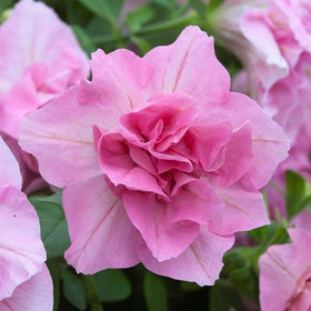 Carpet Creeping petunia hybrida bloom mix brightens borders with continuous color