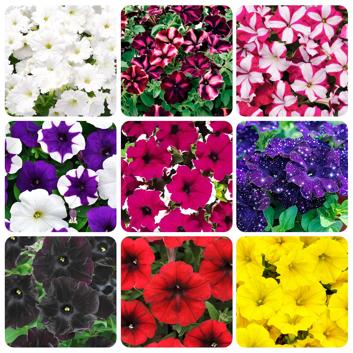 Carpet Creeping Petunia Seeds: colorful blooms for borders and containers.