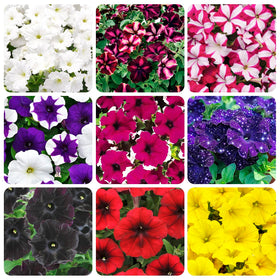 Carpet Creeping Petunia Seeds: colorful blooms for borders and containers.