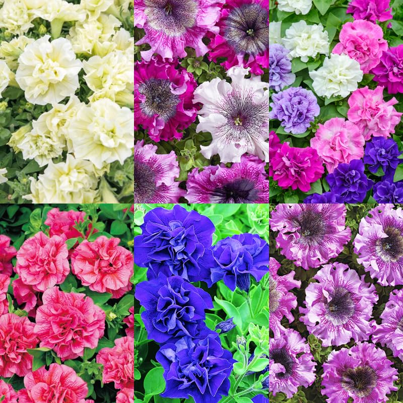 Carpet Creeping Petunia Seeds: easy cultivation for beginners and busy gardeners.