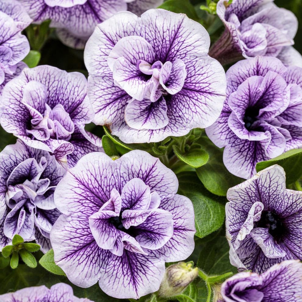 Carpet Creeping Petunia Seeds: ideal for garden beds and borders.