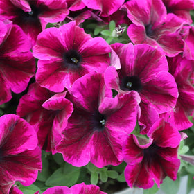 Carpet Creeping Petunia seeds window box display with continuous color