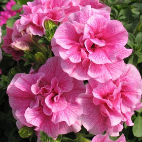 Carpet Creeping Petunia seeds rapid germination within 14 days indoors