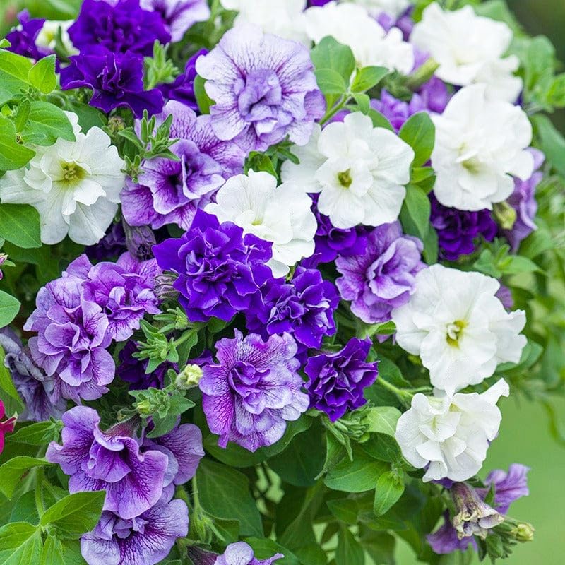 Carpet Creeping Petunia Seeds: versatile for hanging baskets and containers.