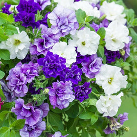 Carpet Creeping Petunia Seeds: versatile for hanging baskets and containers.