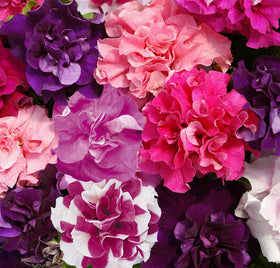 Carpet Creeping Petunia Seeds: long blooming season from spring through fall.