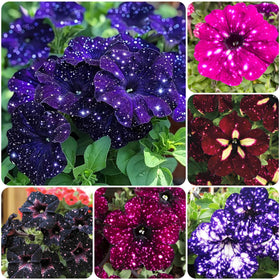 Carpet Creeping Petunia seeds mixed bloom for vibrant borders and containers
