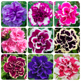 Carpet Creeping Petunia Seeds: mixed varieties offer vibrant colors for garden beds.