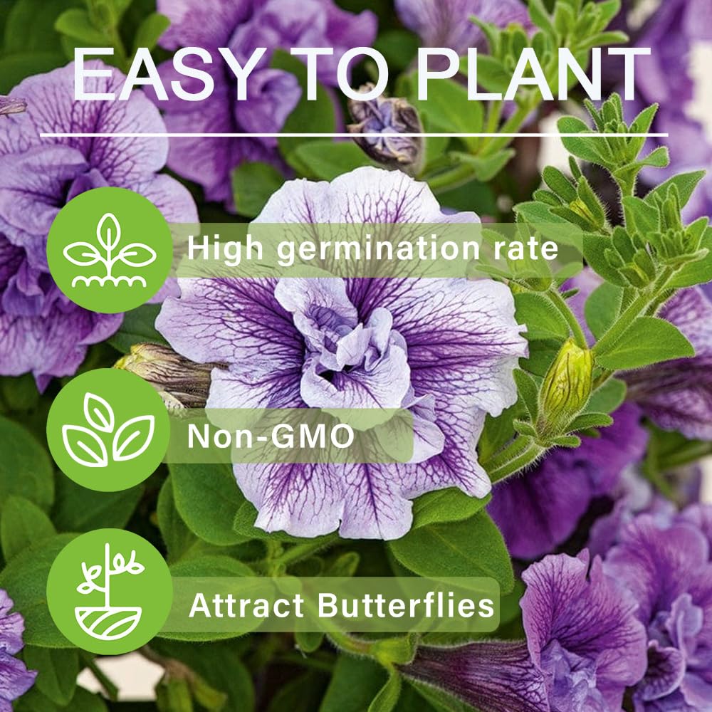 Carpet Creeping Petunia Seeds: non-GMO heirloom varieties for sustainable gardening.