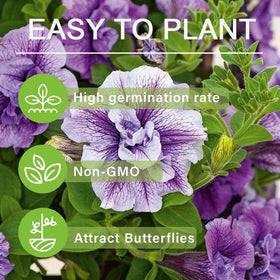Carpet Creeping Petunia Seeds: non-GMO heirloom varieties for sustainable gardening.