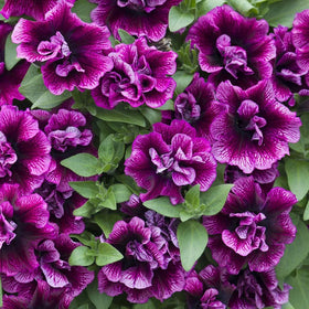 Carpet Creeping Petunia Seeds: pollinator-friendly blooms attract bees and butterflies.