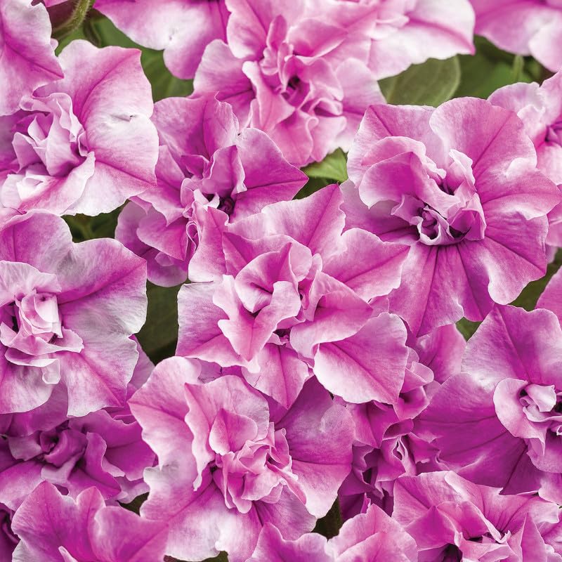 Carpet Creeping Petunia seeds veined mix variety adds dramatic contrast